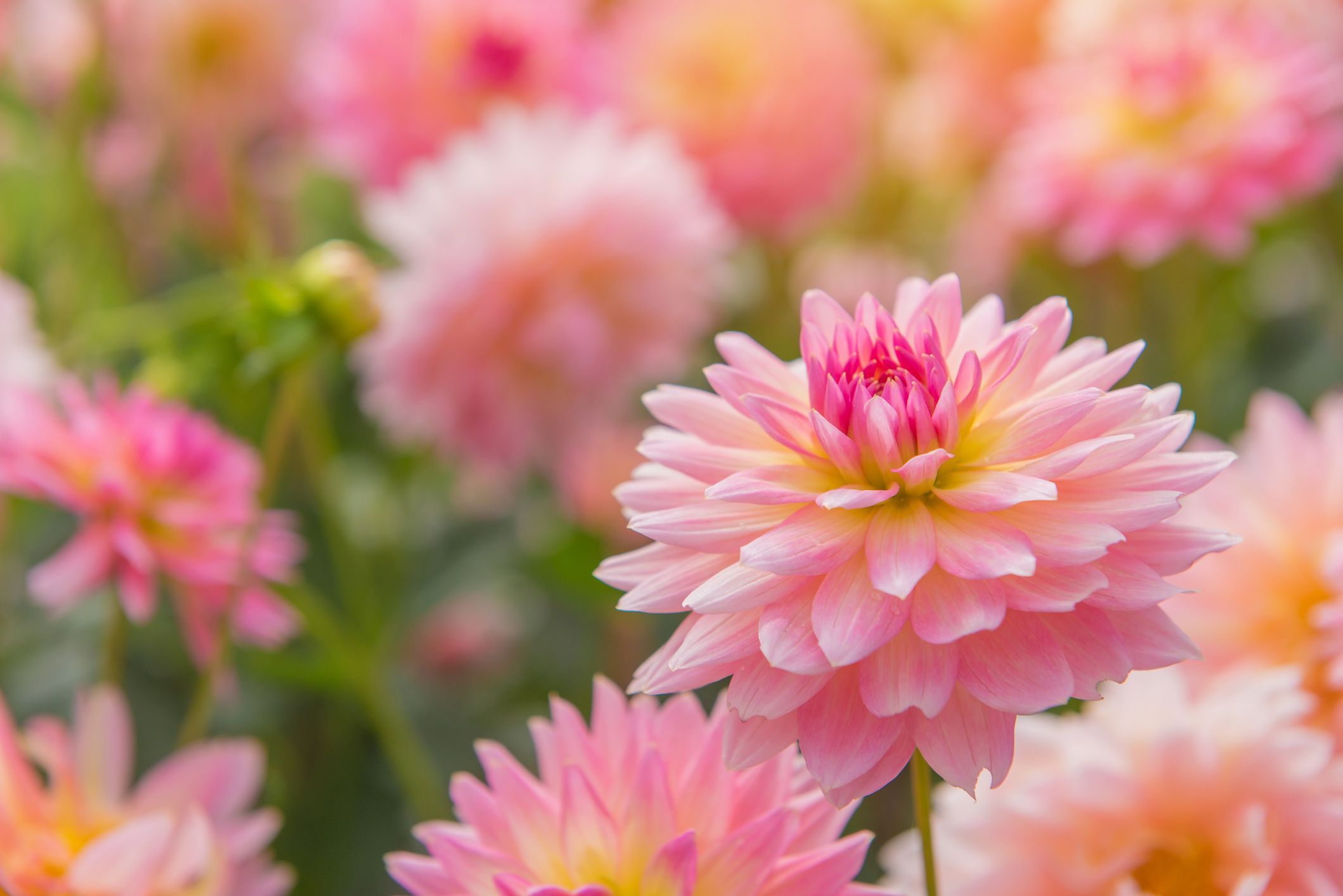 Colorful Of Dahlia Pink Flower In Beautiful Garden Congregation Beth